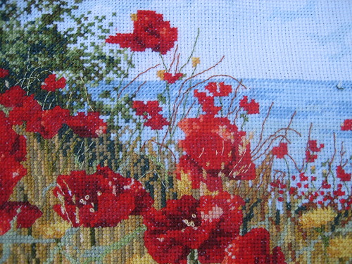 Clifftop Poppies close up