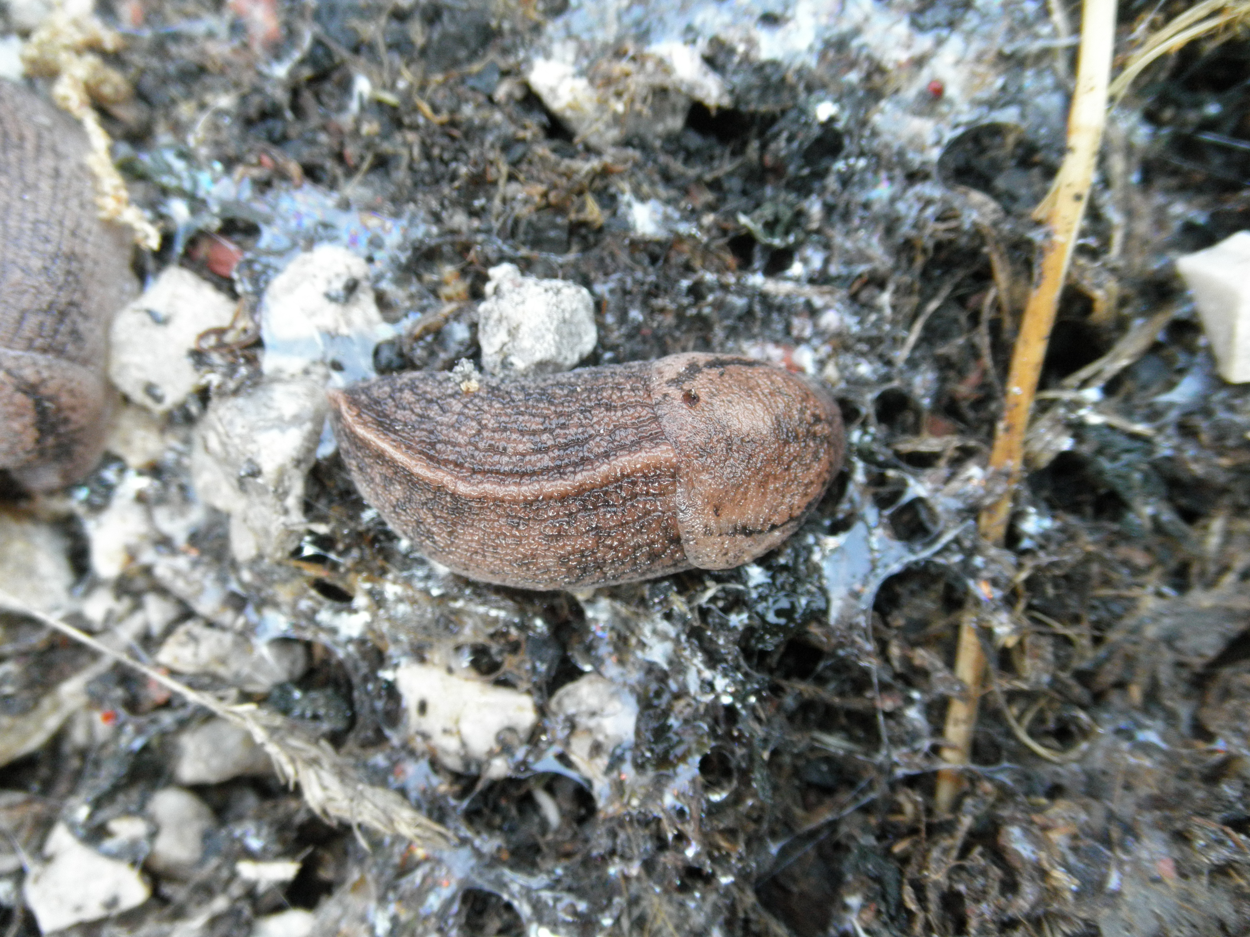 dorsal view of a Tandonia rustica