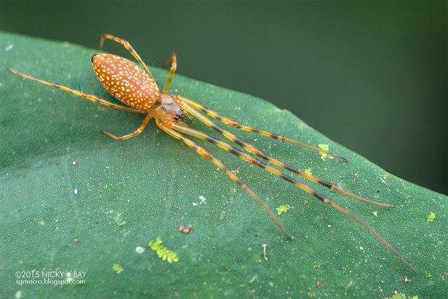 Big-jaw spider (Mesida sp.) - DSC_4820