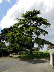 Tertre Aubé Tree (3)