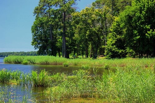 louisiana bayou wetlands cypress benton