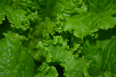      green leaf lettuce