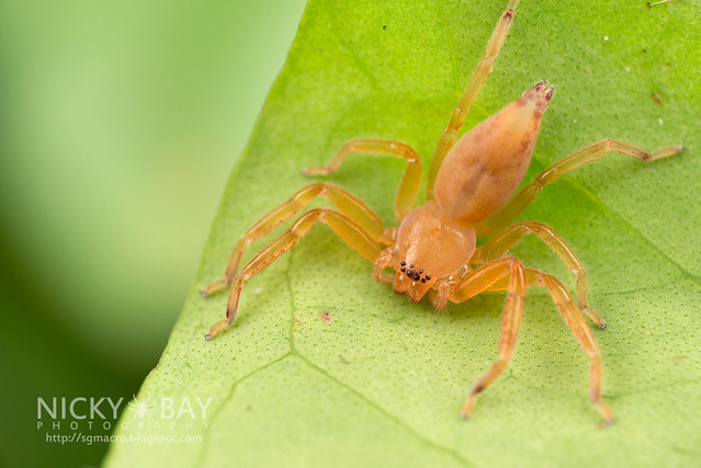 Huntsman Spider (Sparassidae) - DSC_1790