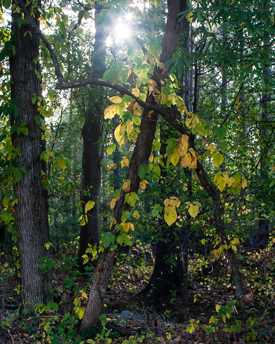 yellow woods poisonivy indiansummer sunstar goldenhills 30mmlens