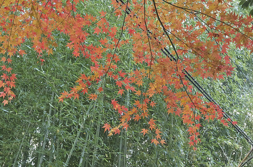 【写真】2013 紅葉 : 地蔵院/2019-12-10/IMGP4102