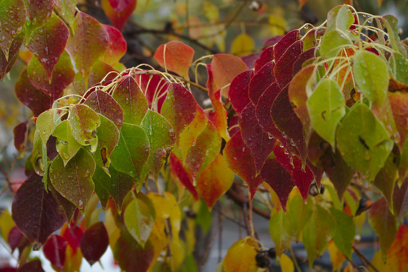 Autumn leaves in Rozelle