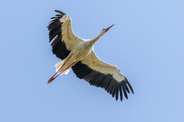 Stork in flight
