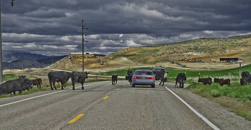 cowboys cattle roadtrip idaho highway91idaho