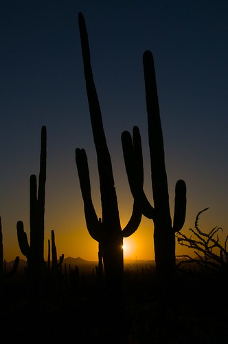sunset arizona cactus saguaro saguaronationalpark coucherdesoleil parcnational désert discoverynaturetrail