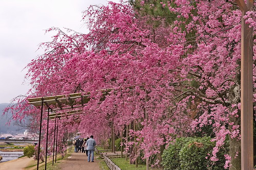 【写真】2013 桜 : 半木の道/2021-11-05/IMGP9480