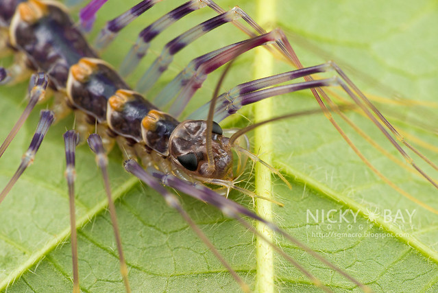 House Centipede (Scutigeridae) - DSC_0228