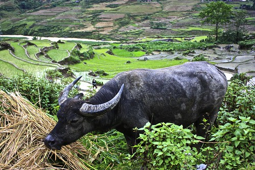 I don't think this water buffalo appreciates this view as much as I do