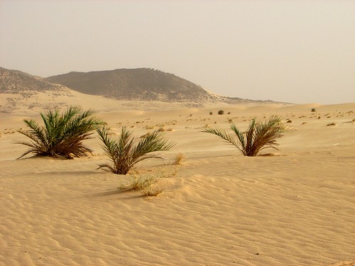 sahara niger desert palm