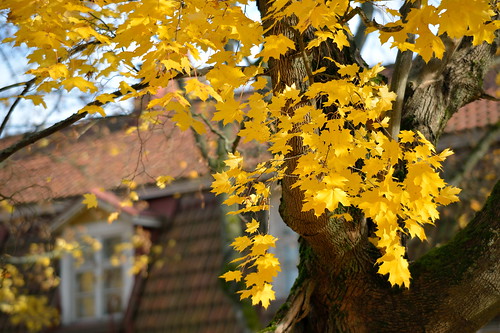 finland autumncolors ruska varkaudenkaupunki