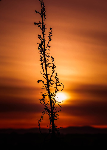sunset sky nature grass gold russia sonycamera autofocus blinkagain icle6