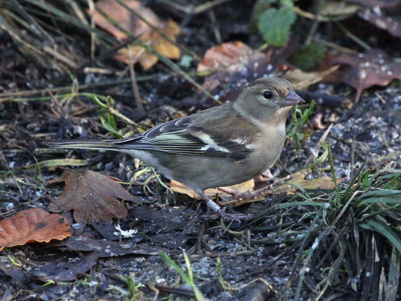 Photograph titled 'Common Chaffinch'