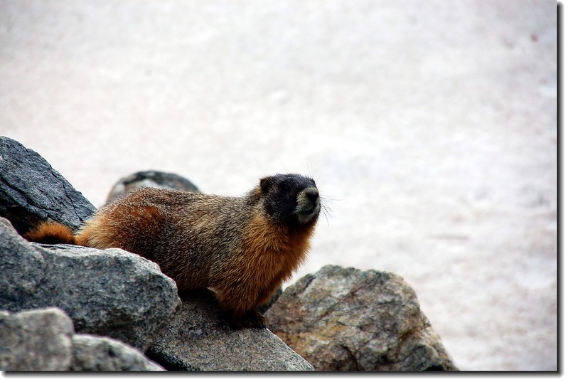 Marmot 3