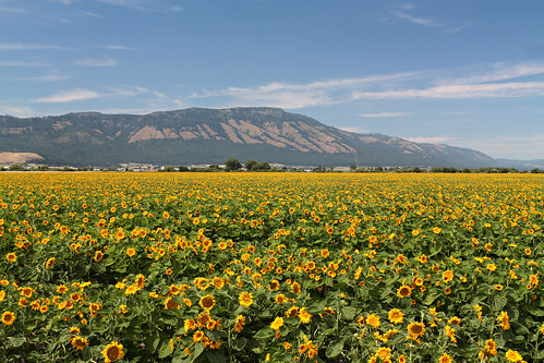 flowers usa mountain oregon landscape unitedstates sunflowers mountemily lagrande ooolookit