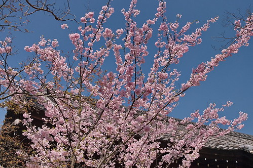 【写真】2013 桜 : 勧修寺/2021-02-03/IMGP9901