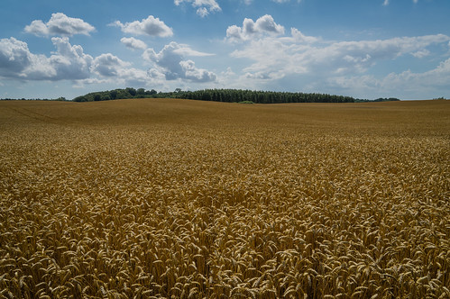 blue trees sky green yellow clouds day cloudy sweden wheat harvest hills explore fields ripe skånecounty