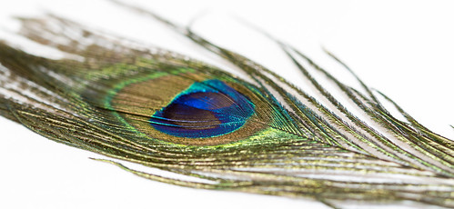life blue ireland brown detail macro green bird eye nature feather peacock iridescent interference limerick plumage annacotty structuralcolour peacockfeathercloseup
