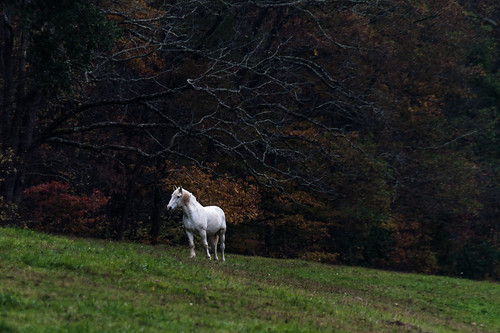 horse white color green field grass hill calm