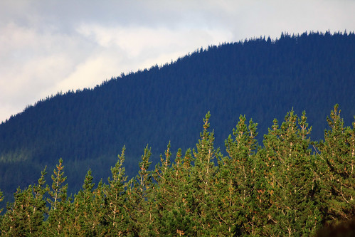 trees newzealand mountain forest rotorua northisland redwoods