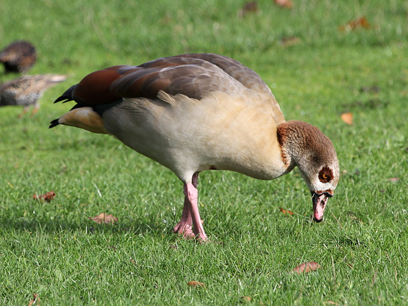 Photograph titled 'Egyptian Goose'