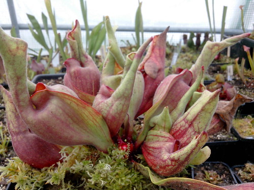 Exclu Carnivorace! Une fleur de Sarracenia Purpurea "Smurf"! 12798145063_134984cf9b