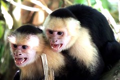 Capuchin Monkeys Showing Who Is Boss Manuel Antonio N.P.