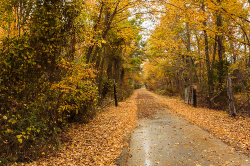 autumn fall leaves landscape texas tx betty