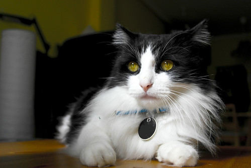 Lucho, gato cruce de Angora blanquinegro nacido en 2011 necesita hogar. Valencia. ADOPTADO. 13338141864_ea682daa2a