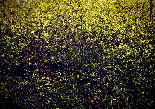 the Texture of Spring: Spring Green Leaves