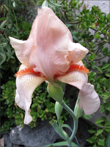 Peach bearded iris