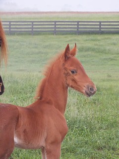 Oh Man Colt out of Warriors clarissa by warriors song