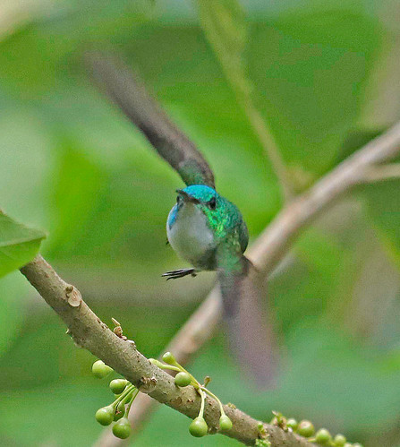 170226 2017 amazilia amaziliafranciae andeanemerald apodiformes buenaventurareserve ecuador hummingbird trochilidae bird emerald