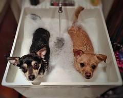 Two dogs bathing in a utility sink. Post trail run r… 