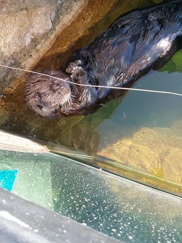California Sea Otter at the New York Aquarium