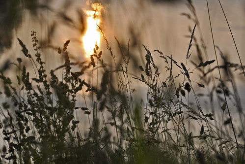 sun grass set nikon grasses wye riverwye mullineux lyndor