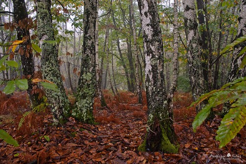 france automne lot bois feuilles 46 midipyrenees bouleaux departementdulot stperdoux