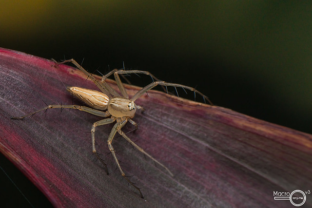 Oxyopes lineatipes ♀ 1