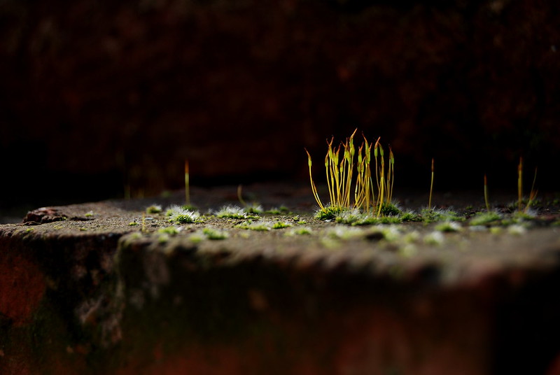 moss on a brick