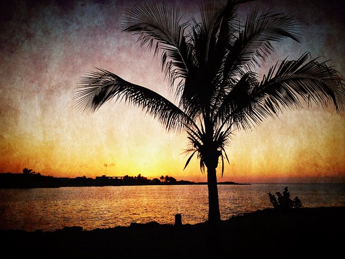 vacation holiday beach paradise cuba palmtree tropical caribbean playadeleste villabacuranao