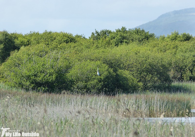 P1130672 - Great White Egret, Kenfig NNR