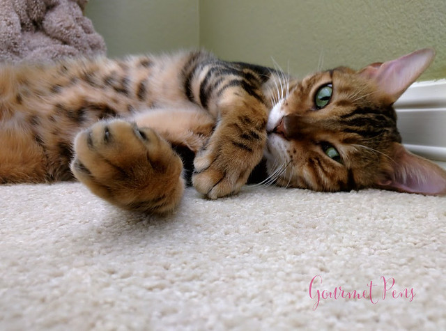 Whiskers & Paws February 2016 Edition (1)