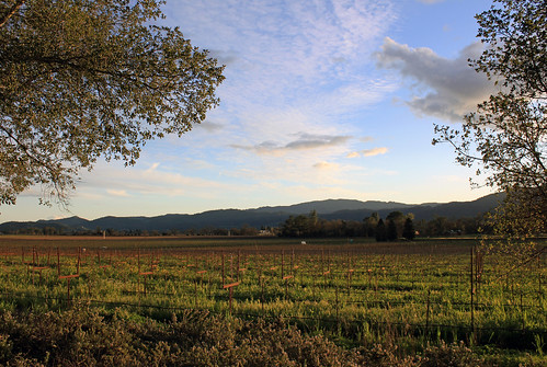 rutherford napavalley napa winecountry california february2017 winery vineyard mummnapa mummnapavalley sunset