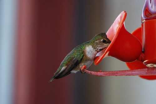 bird nature birds hummingbird wildlife wildbirds birdsofalberta