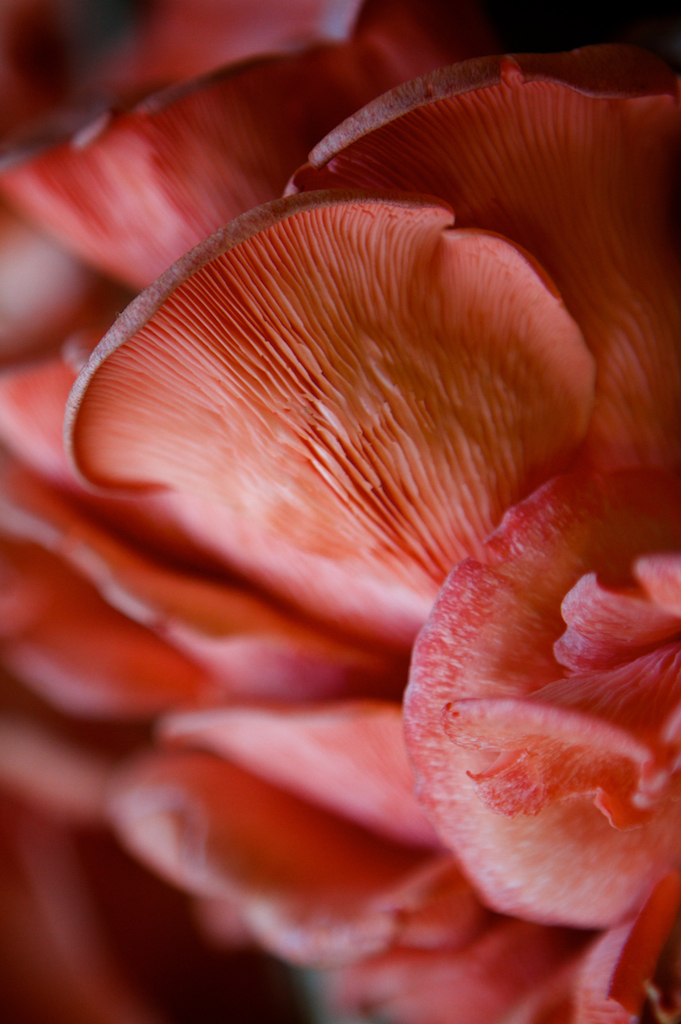 Nature Photography, Pink Oyster Mushroom print, Nature art, earthy decor