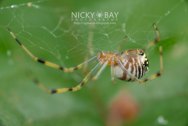 Comb-Footed Spider (Theridiidae) - DSC_0630