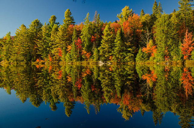 Autumn Reflections